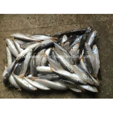 (14-18PCS / kg) Peixe novo congelado Scad redondo